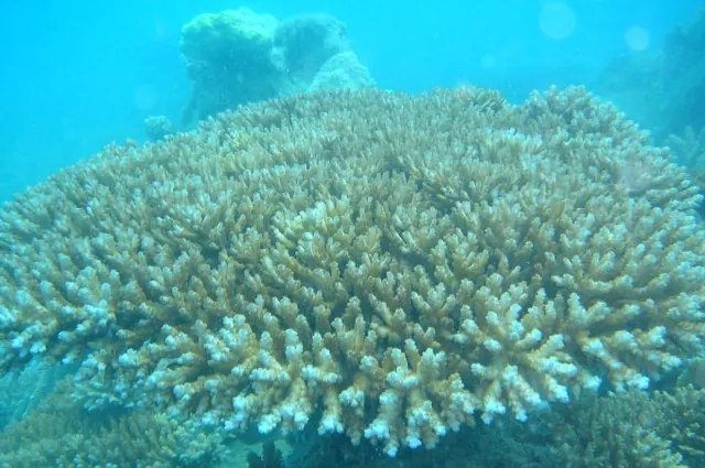A fantastic array of hard and soft corals on display