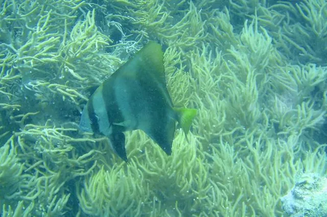 A green short-finned batfish