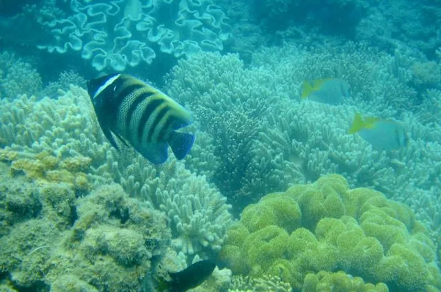 Lots of pretty angelfish amongst the coral