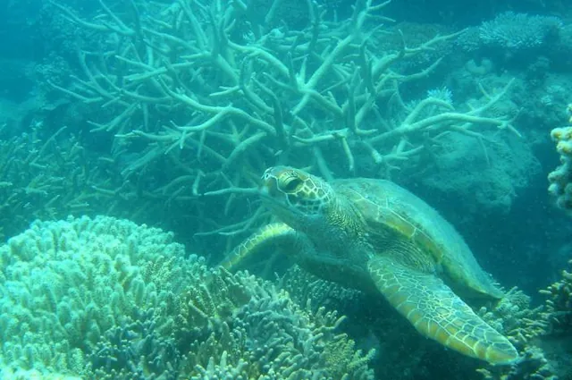 We found this hawksbill turtle at Daydream Island