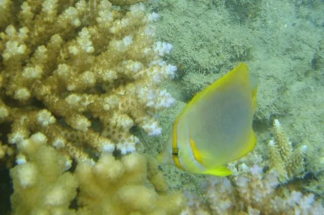 A yellow butterflyfish