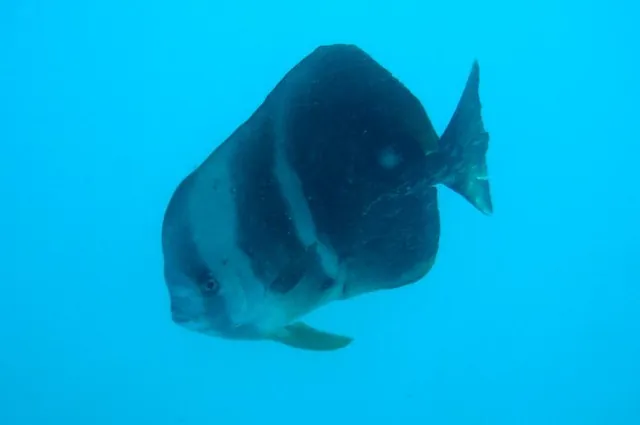 Lots of batfish hiding around the keel of the boat