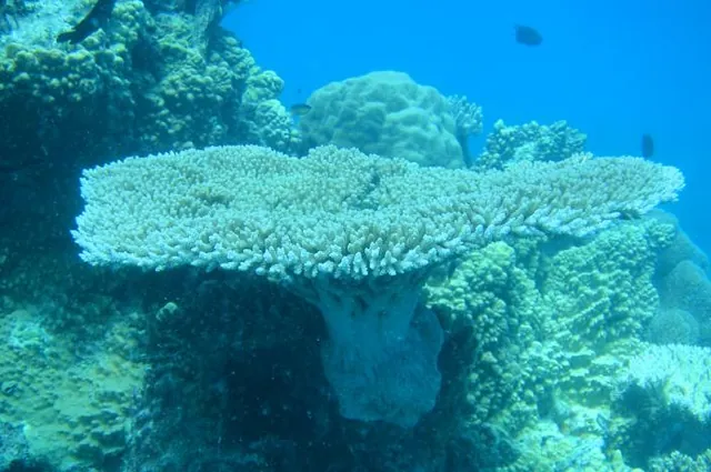 Some fantastic examples of table coral