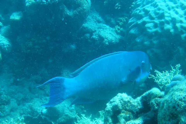 Blue parrotfish constantly munching on the coral