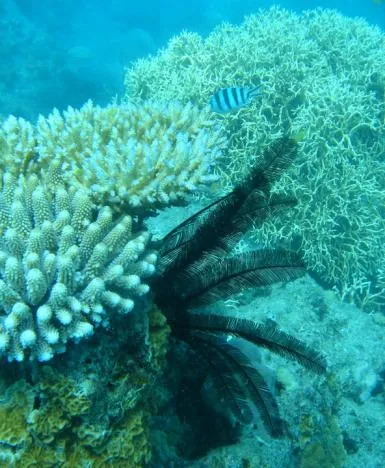An unusual black feather-like coral
