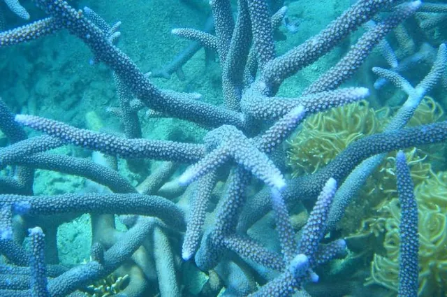 Spiny purple coral