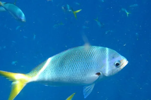 Hundreds of these yellowtails out in the deeper depths by the boat