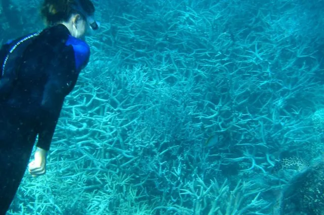 Gill snorkeling with a turtle at Manta Ray Bay north of Hook Island