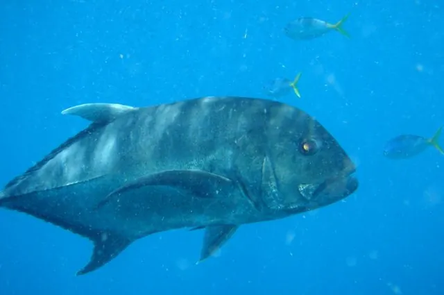 A giant trevally lingering around the boat