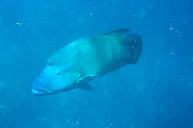 I think this is Albert, the resident Maori wrasse at Manta Ray Bay. The guide book states he weighs in at about 100kg!