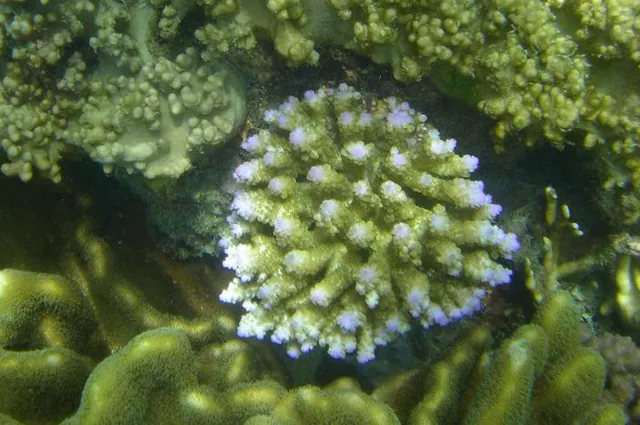 Intricate corals in every nook and crannie
