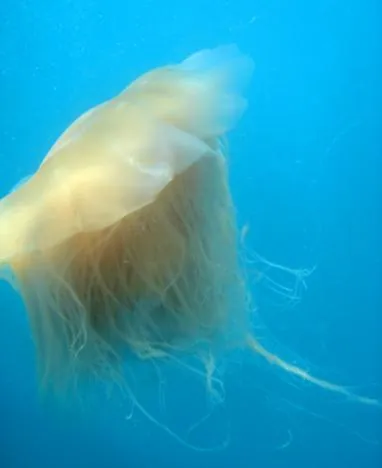 Lots of jellyfish in the open seas - these guys are not lethal like some