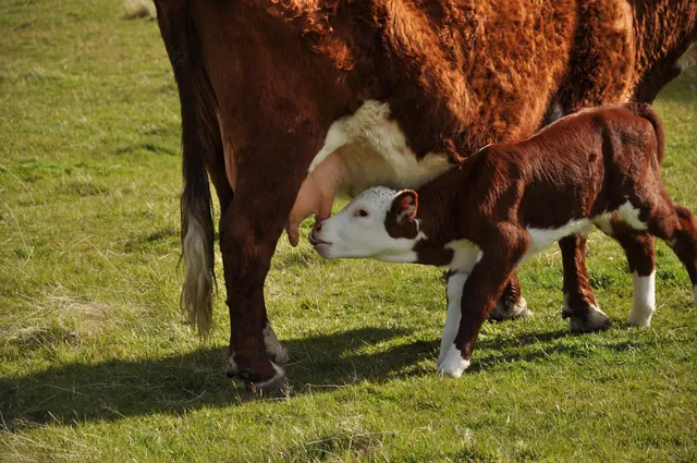 Lots of cows and calves in the fields