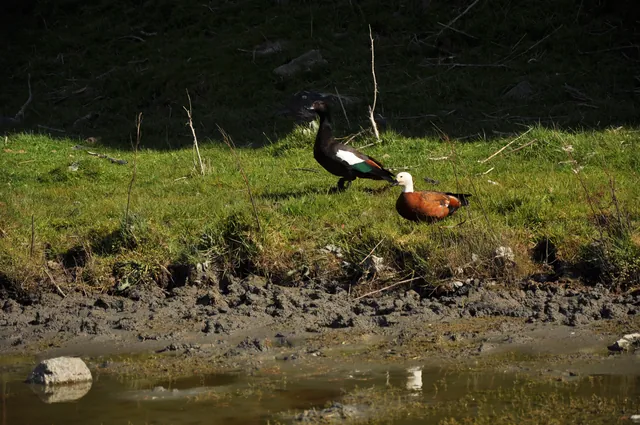 West Matukituki Valley — photograph 14