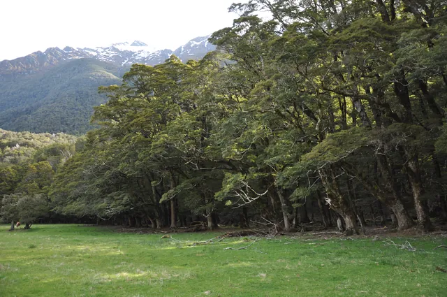 This reminded me of Fangorn Forest from Lord of the Rings