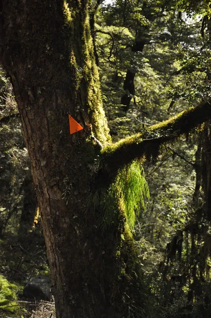 With the trail marker, this tree looked a bit like treebeard from the side